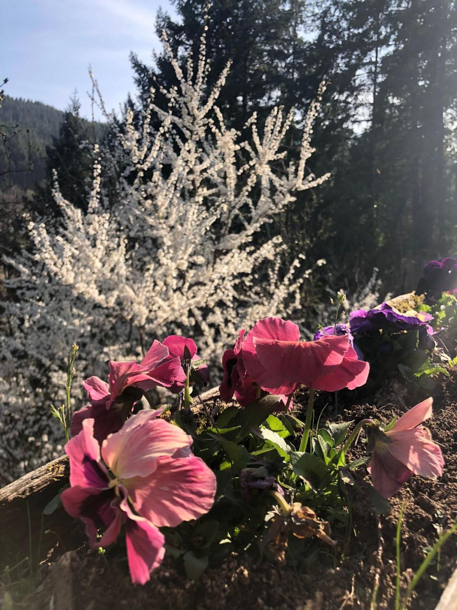 Chalet Les Accacias Vocance Dış mekan fotoğraf